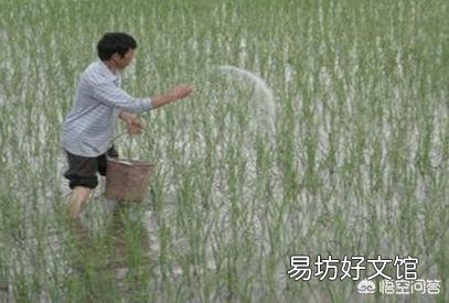水稻什么时候适合追复合肥?