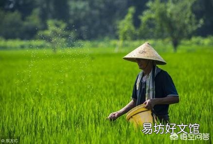 水稻什么时候适合追复合肥?