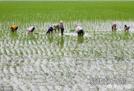水稻什么时候适合追复合肥?