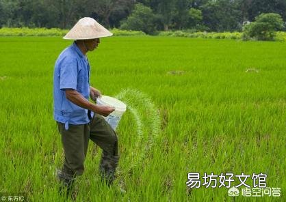 水稻什么时候适合追复合肥?