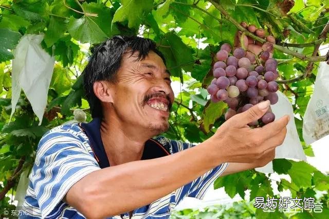 磷酸二氢钾是不是很容易使嫩叶产生药害?