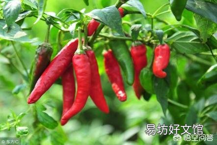 种植青辣椒用什么复合肥作基肥比较好?