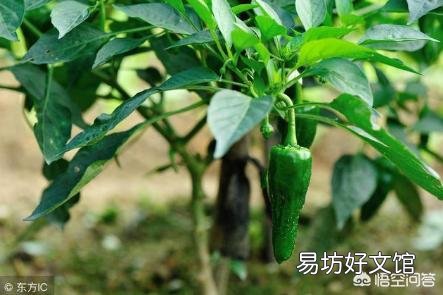 种植青辣椒用什么复合肥作基肥比较好?