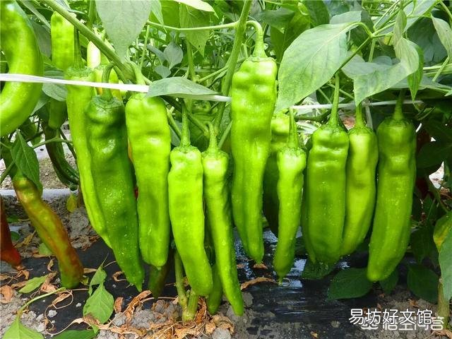 种植青辣椒用什么复合肥作基肥比较好?