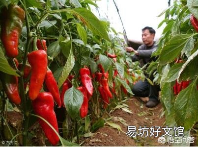 种植青辣椒用什么复合肥作基肥比较好?