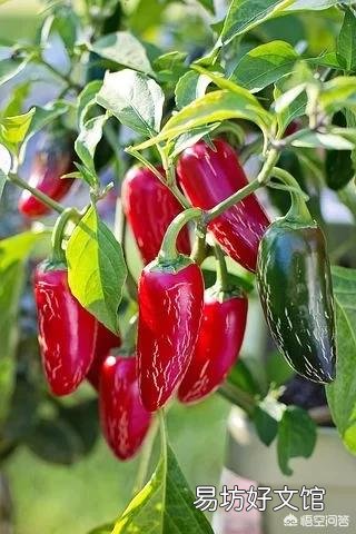 种植青辣椒用什么复合肥作基肥比较好?