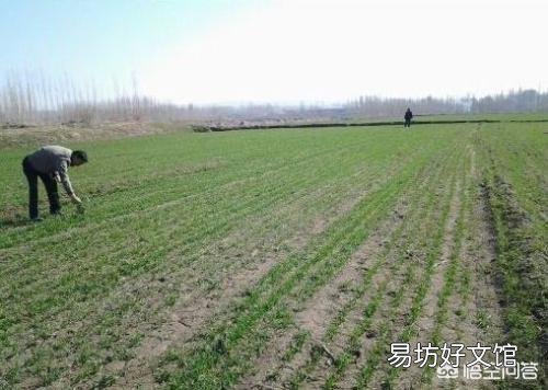 在种小麦前,给地撒生石粉怎么样?每亩该用多少斤呢?