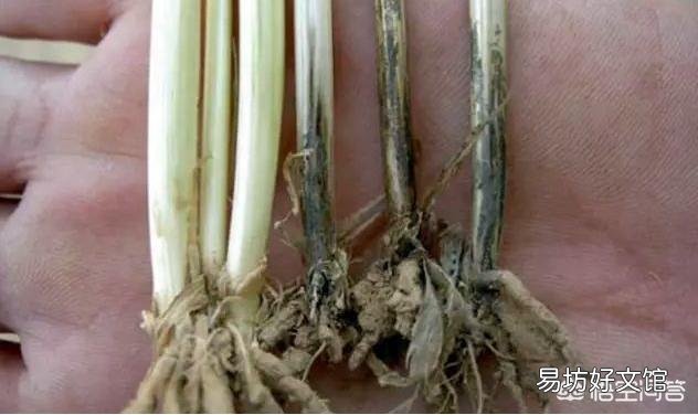 在种小麦前,给地撒生石粉怎么样?每亩该用多少斤呢?