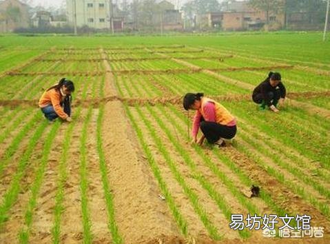 在种小麦前,给地撒生石粉怎么样?每亩该用多少斤呢?