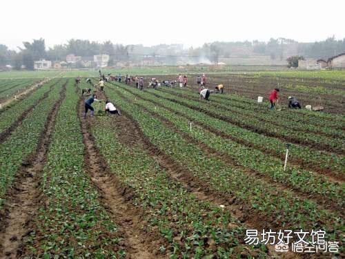 在种小麦前,给地撒生石粉怎么样?每亩该用多少斤呢?