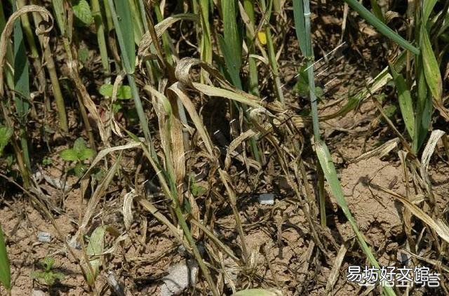 在种小麦前,给地撒生石粉怎么样?每亩该用多少斤呢?
