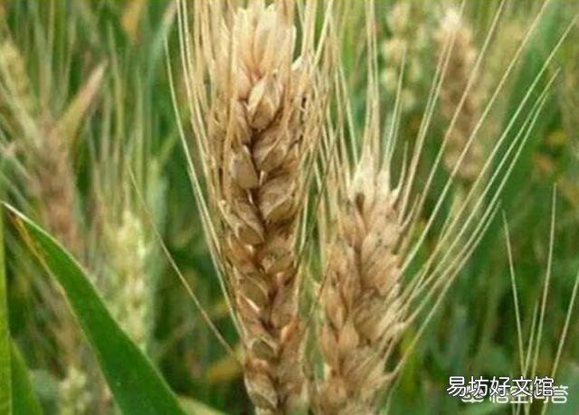 在种小麦前,给地撒生石粉怎么样?每亩该用多少斤呢?