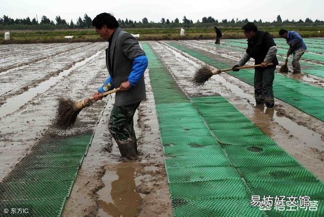 水稻为什么要移植而不是直接把种子扔稻田?