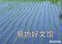 水稻为什么要移植而不是直接把种子扔稻田?