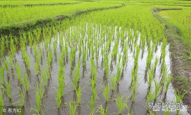 水稻为什么要移植而不是直接把种子扔稻田?