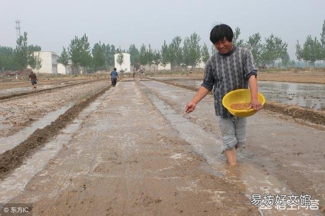 水稻为什么要移植而不是直接把种子扔稻田?