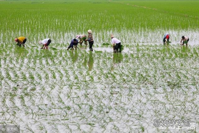 水稻为什么要移植而不是直接把种子扔稻田?