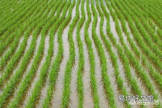 水稻为什么要移植而不是直接把种子扔稻田?
