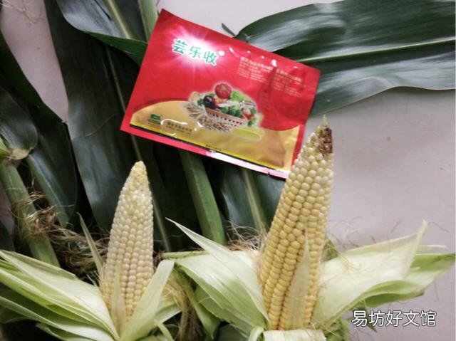 玉米不喷施缩节胺减产吗?