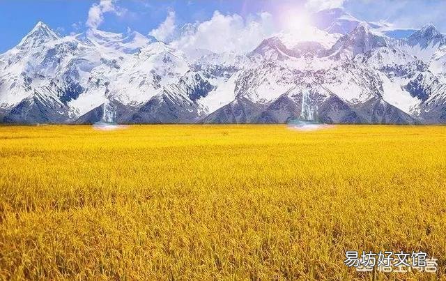 维吾尔族手抓饭是用哪里的大米做的?