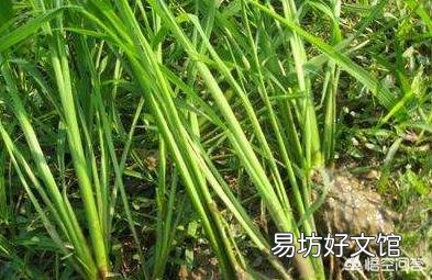 水稻田里的青稗用什么药能根除?