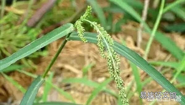 水稻田里的青稗用什么药能根除?