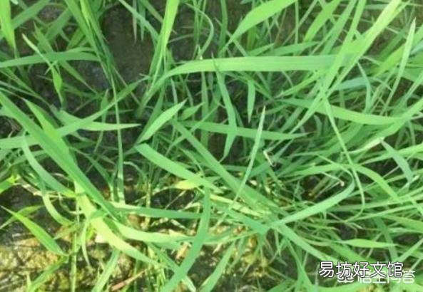 水稻田里的青稗用什么药能根除?