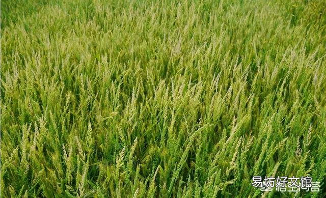 水稻田里的青稗用什么药能根除?