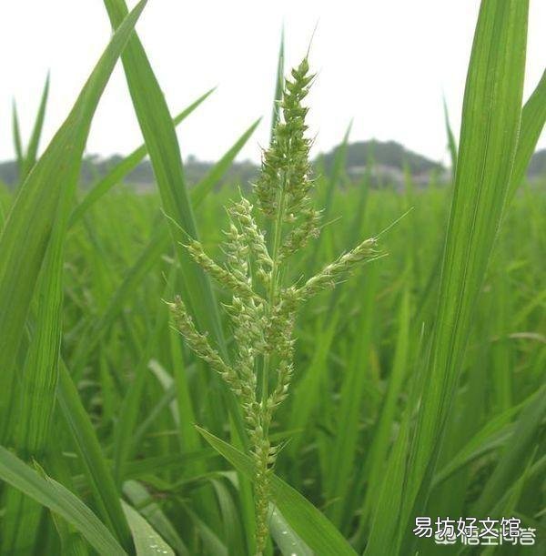 水稻田里的青稗用什么药能根除?