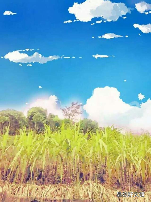 种甘蔗是用种子还是用种苗?