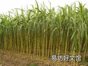 种甘蔗是用种子还是用种苗?