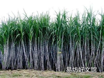 种甘蔗是用种子还是用种苗?