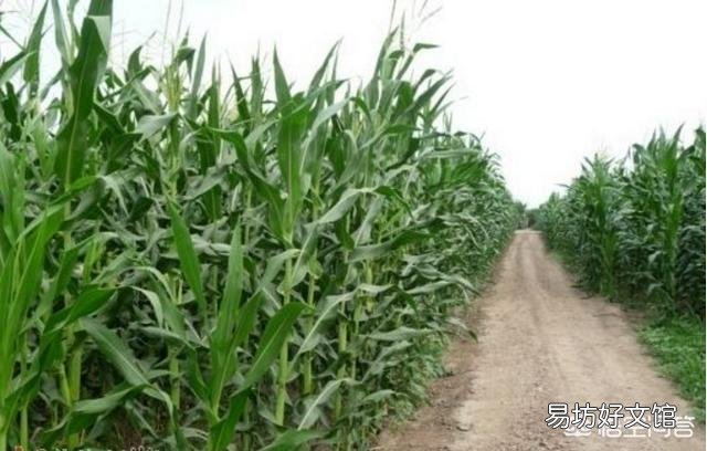 黑龙江秋后玉米潮粮的价格是怎样的?
