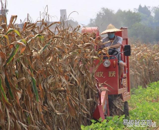 黑龙江秋后玉米潮粮的价格是怎样的?