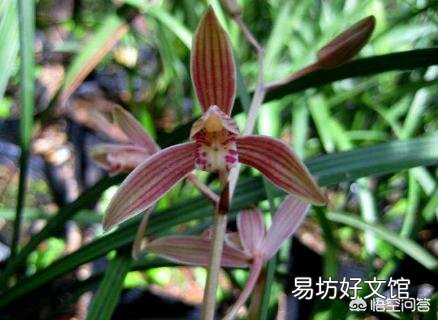 香妃兰花种植20多天后叶尖发黑,是什么原因?