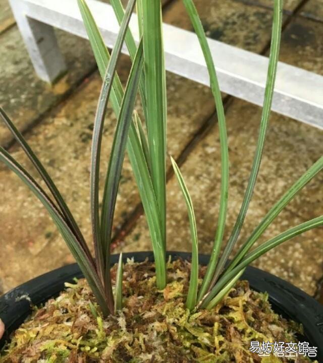 香妃兰花种植20多天后叶尖发黑,是什么原因?