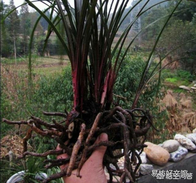 香妃兰花种植20多天后叶尖发黑,是什么原因?