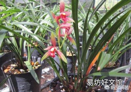 香妃兰花种植20多天后叶尖发黑,是什么原因?
