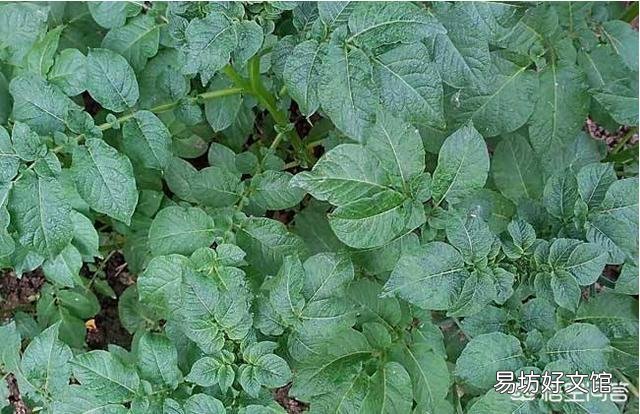 土豆在生长期缺乏磷肥会出现什么症状?