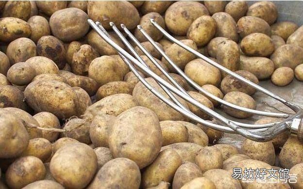 土豆在生长期缺乏磷肥会出现什么症状?