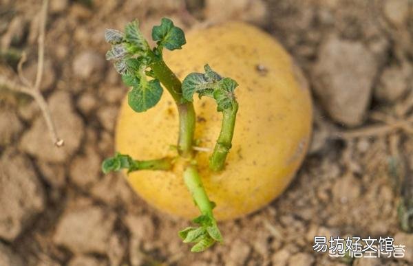 土豆在生长期缺乏磷肥会出现什么症状?