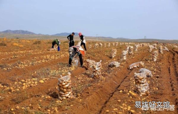 土豆在生长期缺乏磷肥会出现什么症状?