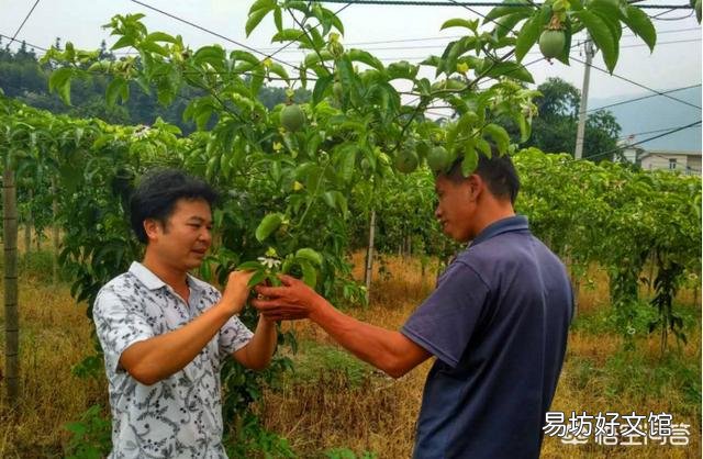 种植百香果,在什么时间开始需要大量施肥?