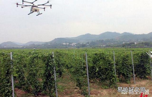 种植百香果,在什么时间开始需要大量施肥?