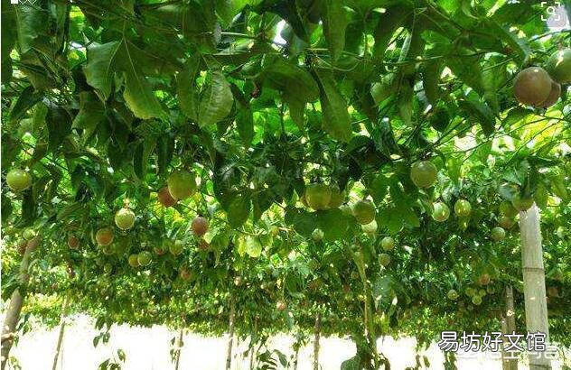 种植百香果,在什么时间开始需要大量施肥?