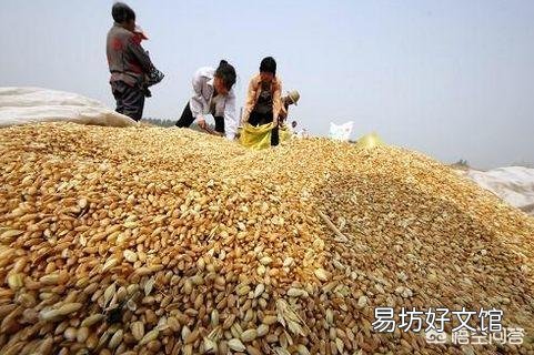 今年小麦减产了,想存放到年底再卖,价格会是怎样的趋势?