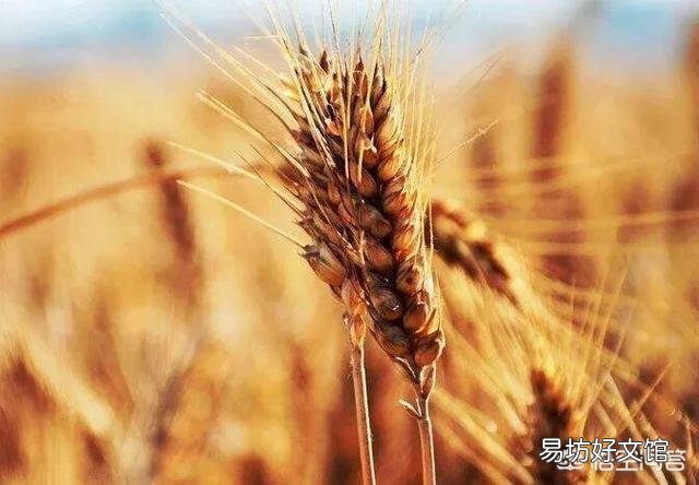 今年小麦减产了,想存放到年底再卖,价格会是怎样的趋势?