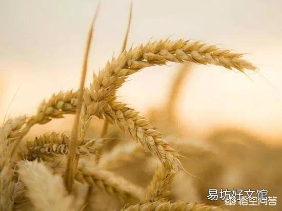 今年小麦减产了,想存放到年底再卖,价格会是怎样的趋势?