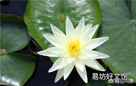 睡莲不开花是什么原因?