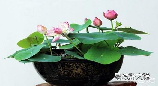 盆栽荷花怎么种?